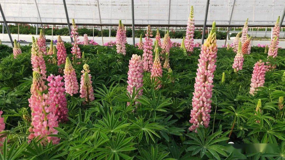 蓝羊茅金丝苔草针茅-马尾灯芯草▲蓝标▲蓝箭凤凰绿苔草先知草芦赤