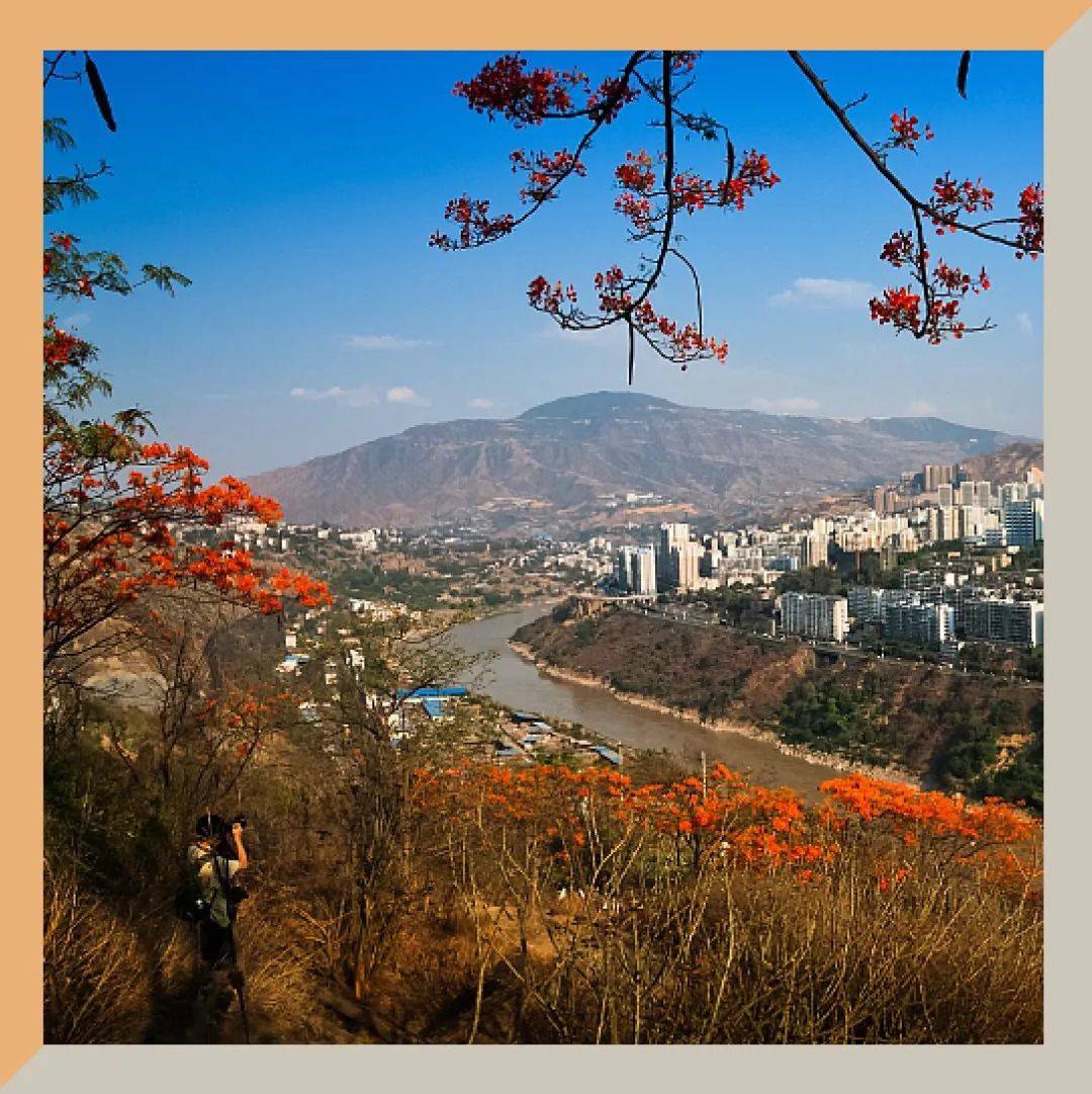 中国唯一以花命名的城市,甜翻了_攀枝花_四川_阳光