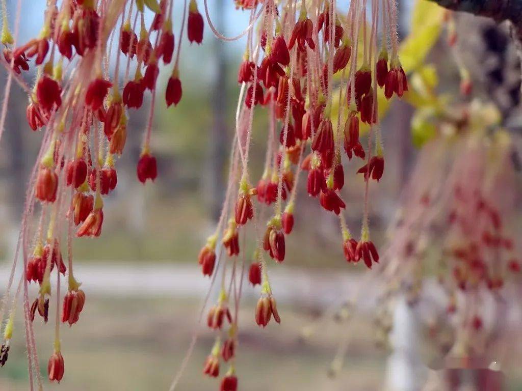 槭花单性雌雄异株开这种花的都是小伙子那开雌花的雌树长啥样实话实说