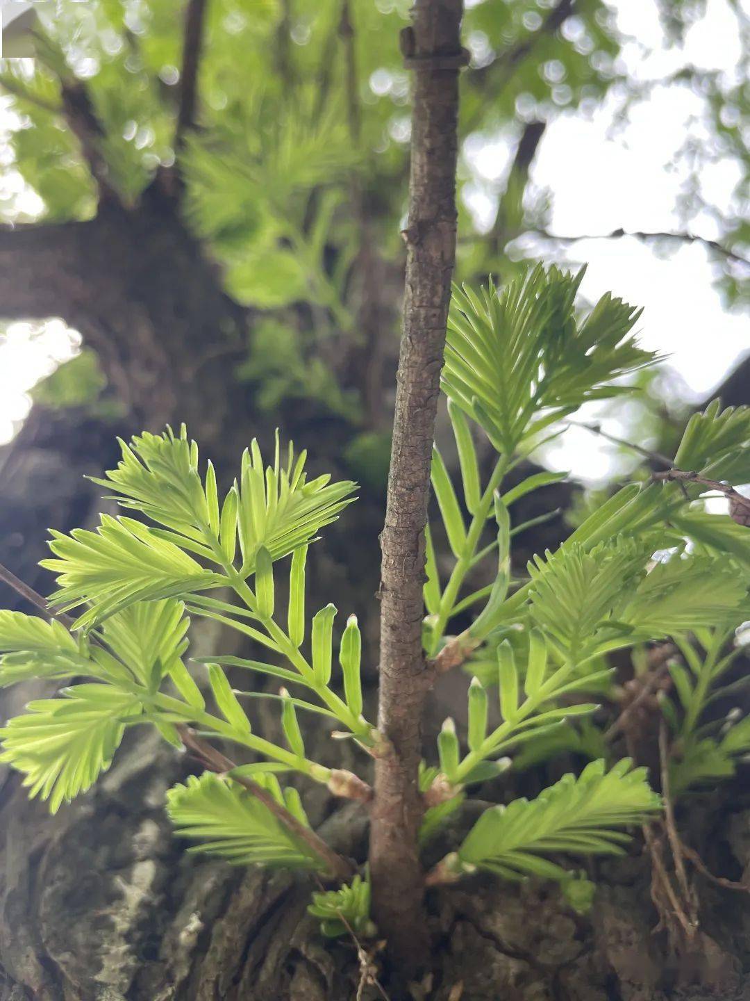 观察一棵树-水杉(21)_枝条_叶子_时候