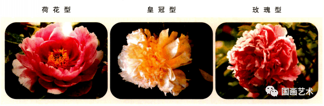 图文教程——学画写意牡丹_搜狐网