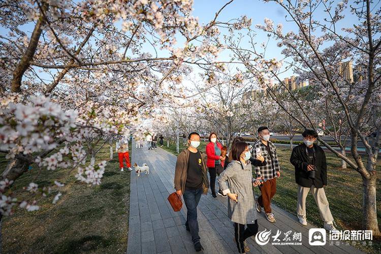 龙湖樱花迎来盛花期 快来留住这份专属于春日的美好_烟台_春潮_海报