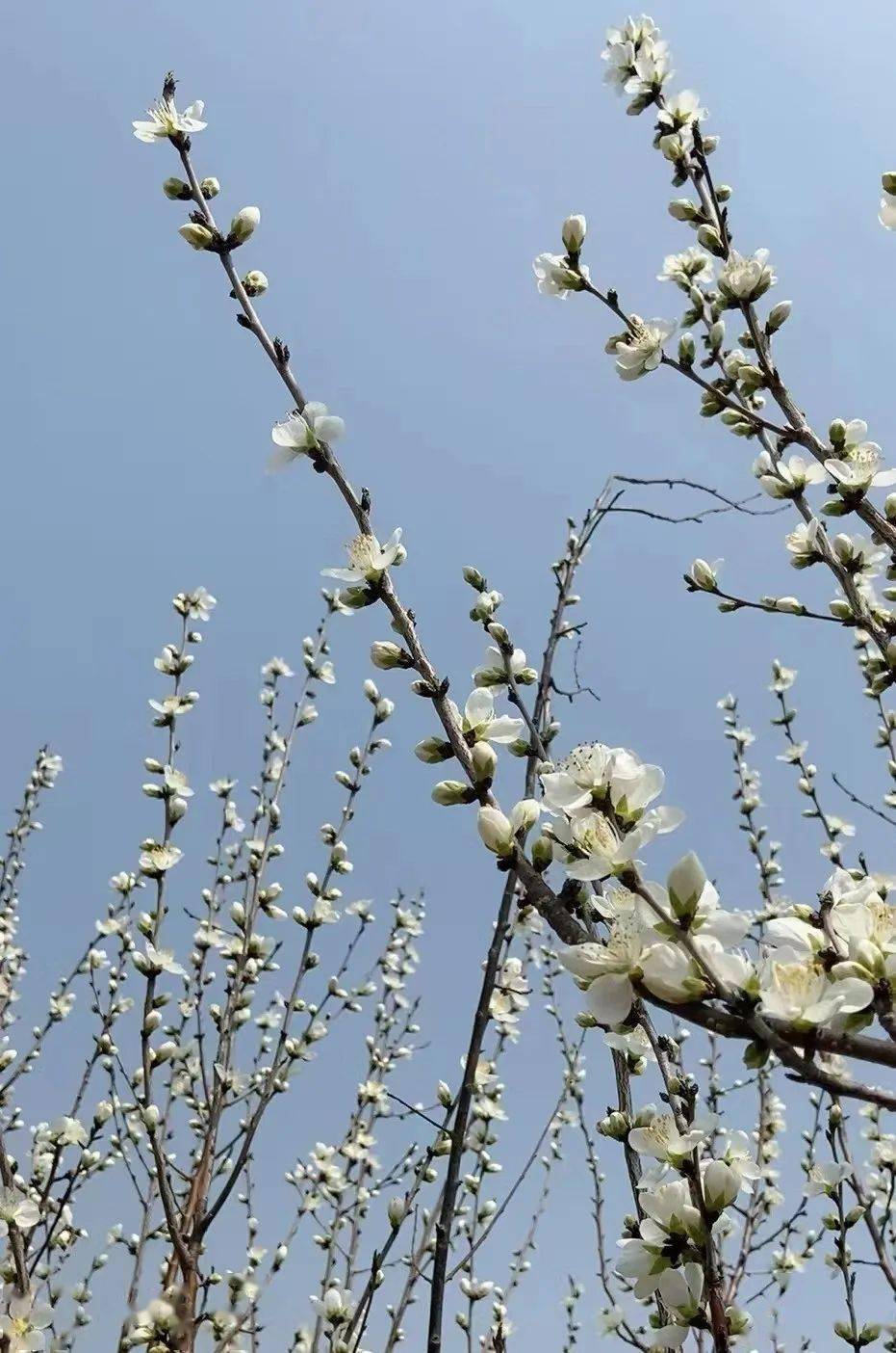 幸福像花兒一樣