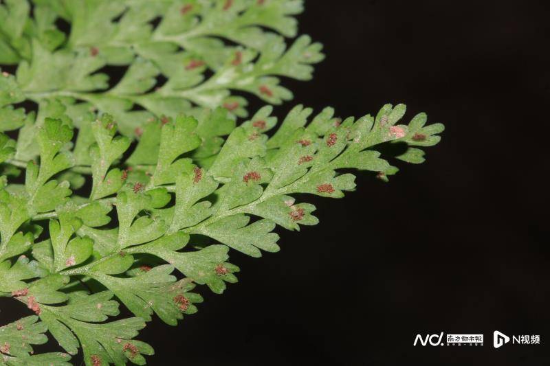 有光泽,叶片细裂,末回裂片为狭线形,具有叶脉和孢子囊群各一条,这些