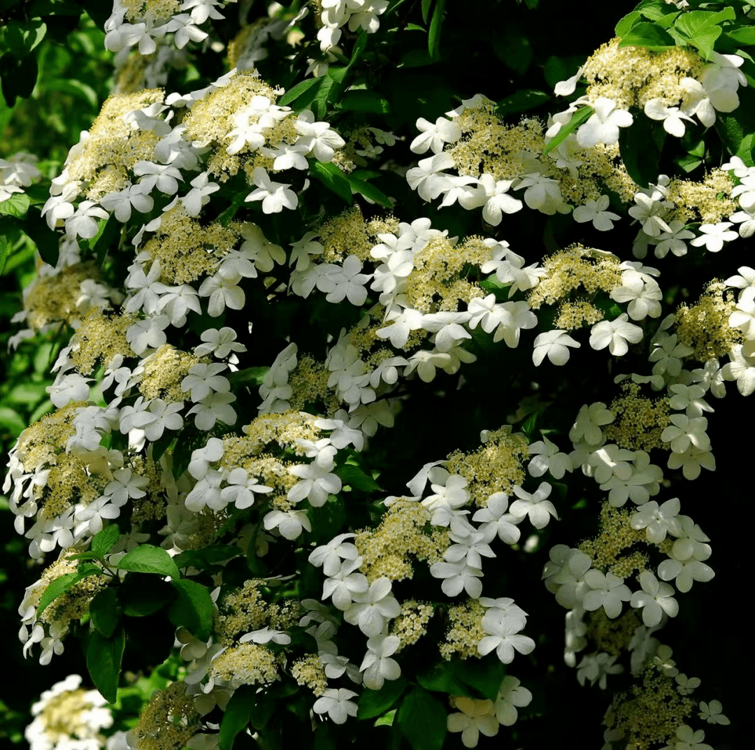 云赏花丨维扬一株花,四海无同类_琼花_扬州市_八仙