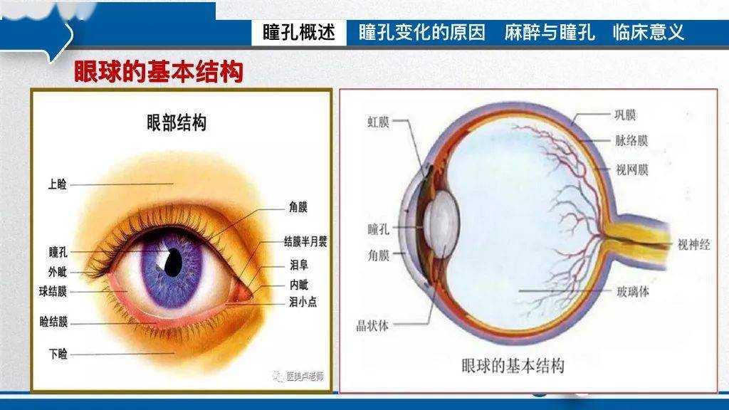 双侧瞳孔散大固定图片