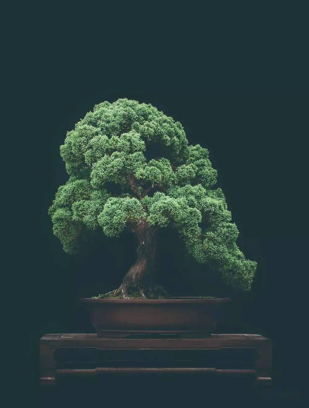 【高清大图】徽风骨韵——王恒亮盆景艺术_图文_中国_作品