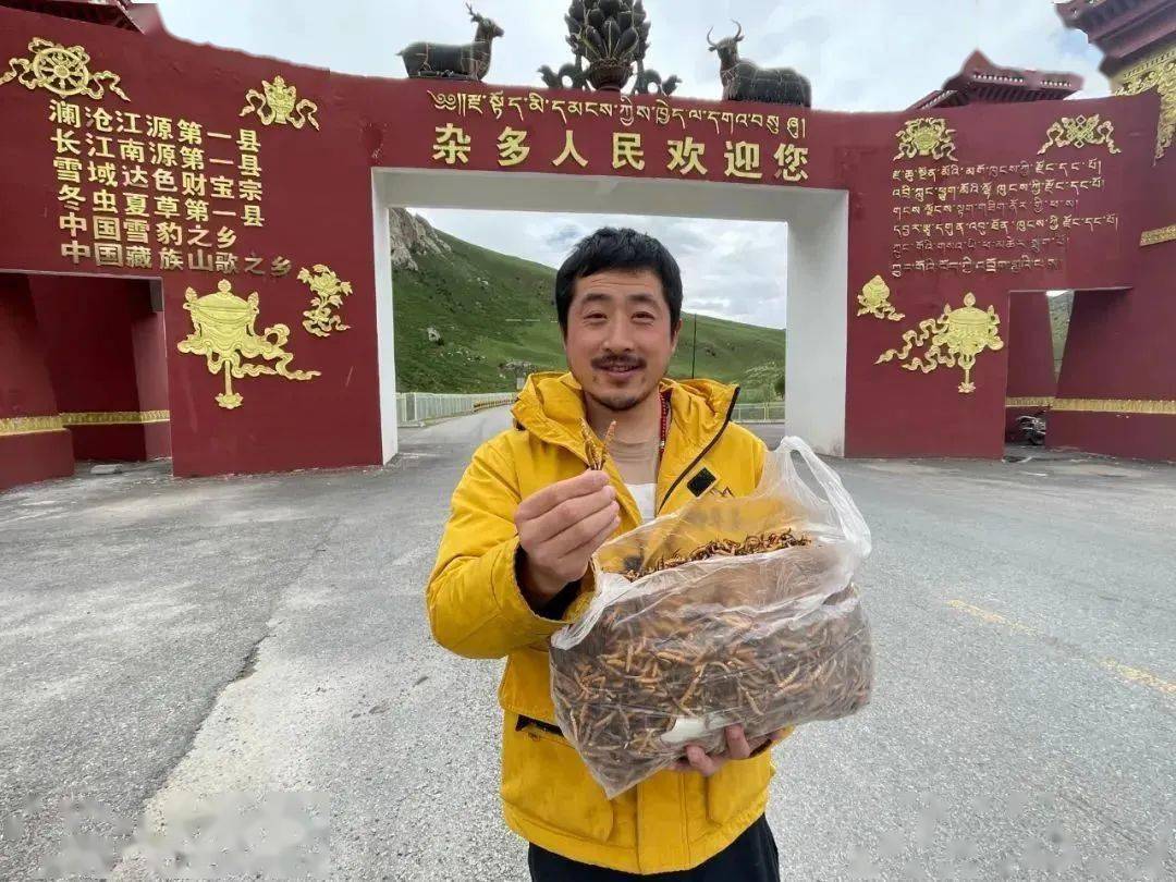 都是虫草,为什么产地不同差别这么大,弄懂别再买错了_格桑多吉_冬虫夏