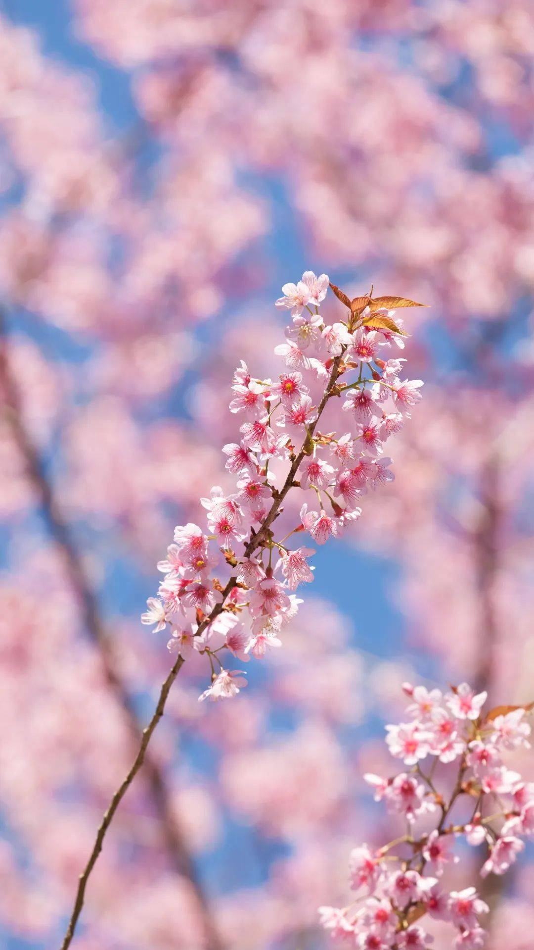 一张图带你走过烂漫春日