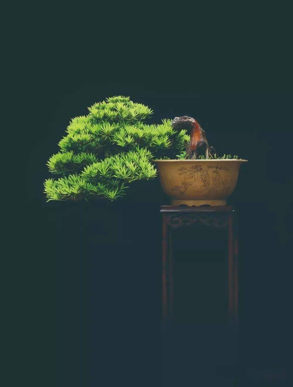 【高清大图】徽风骨韵——王恒亮盆景艺术_图文_中国_作品