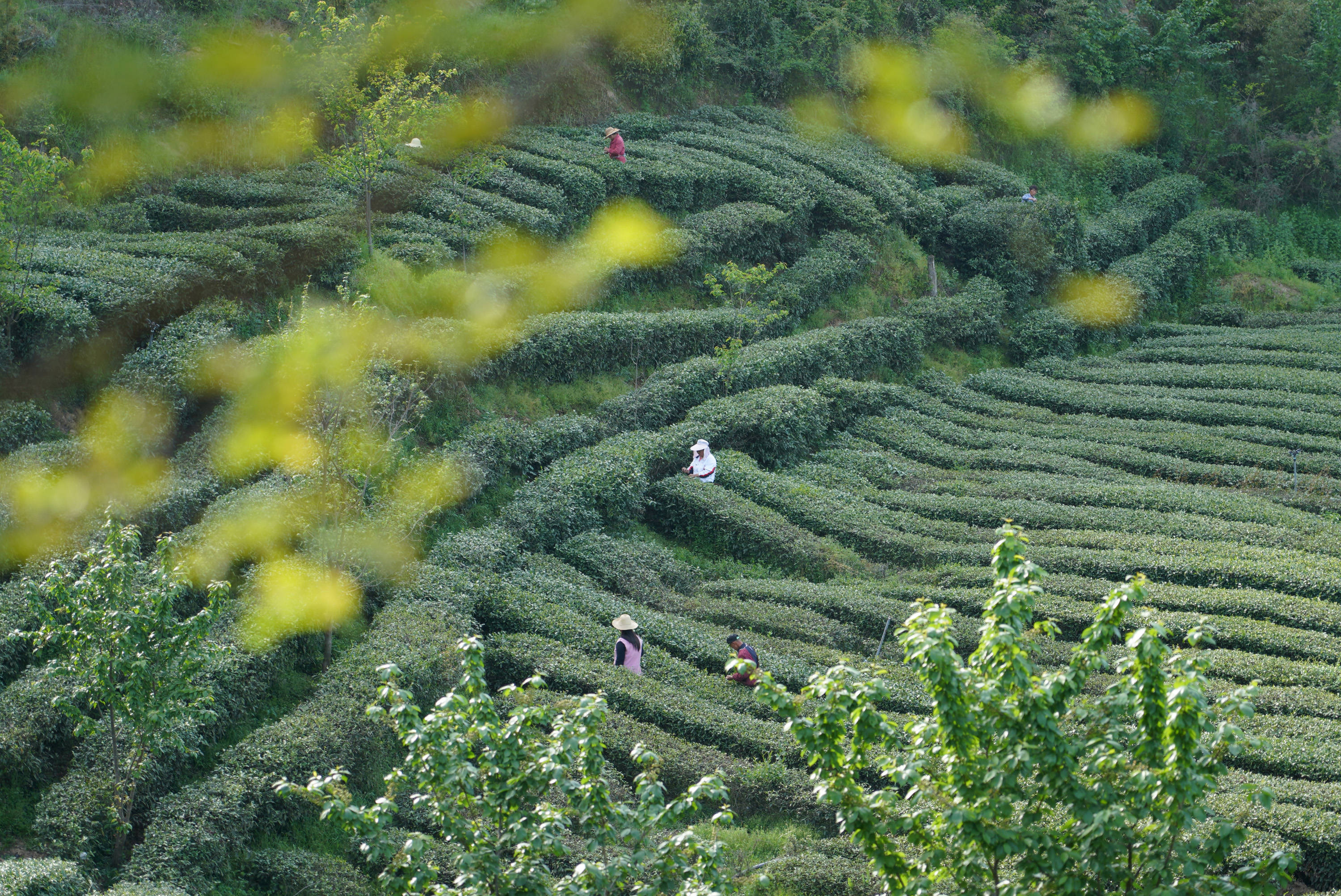 秦巴汉水间,百万亩茶园带来绿色"钱"景_平利县_安康_茶山