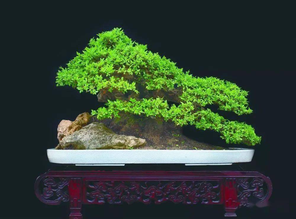 【高清大图】徽风骨韵——王恒亮盆景艺术_图文_中国_作品