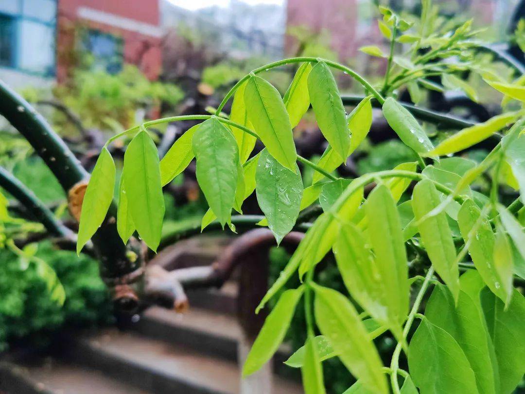 雨絮綿綿與淄師邂逅一場春雨吧