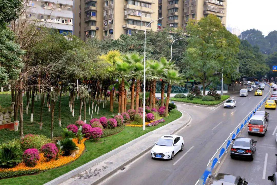沿江而行,只见牛滴路中分带三角梅,北美海棠,金叶女贞,紫薇等植物间隔