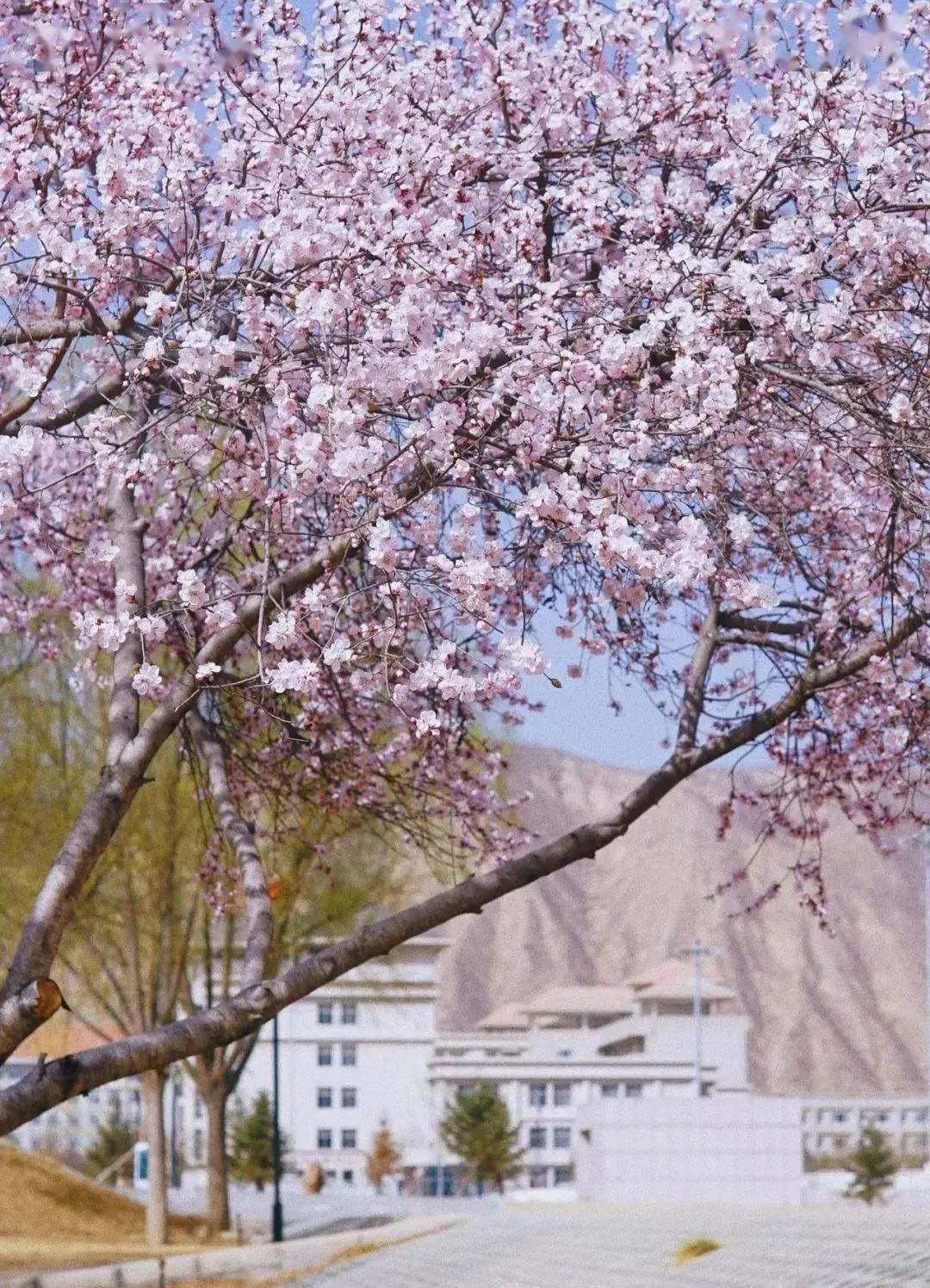 自南而北的暖風,拉開了西北民族大學的春日序章春意漸漸佈滿蘭州文理