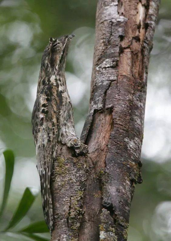 100种怪鸟真是太罕见了见过三种算你牛