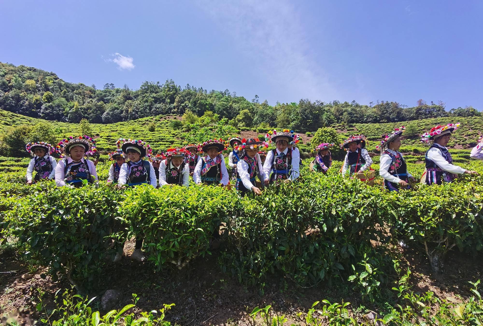 麟) 4月13日,中国·南华2022兔街首届采茶节在楚雄州南华县兔街镇举办