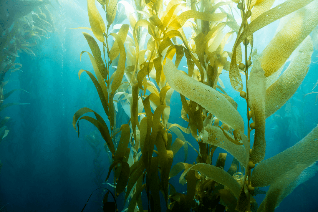 海里藻类植物图片图片