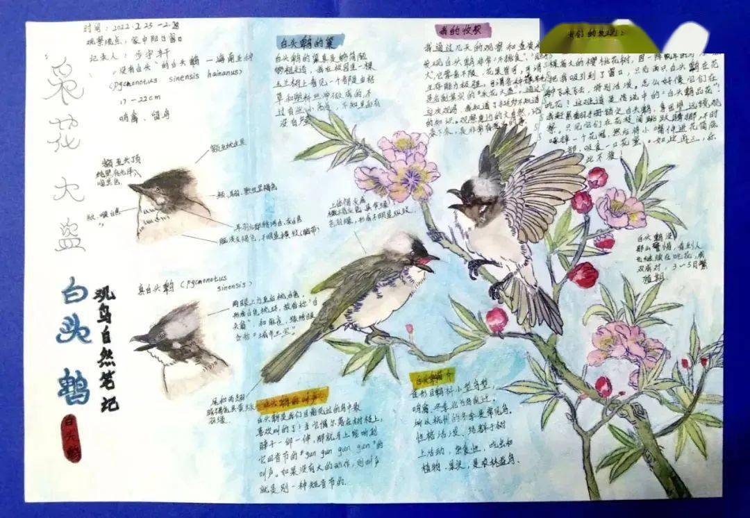 鸟类自然笔记大赛图片
