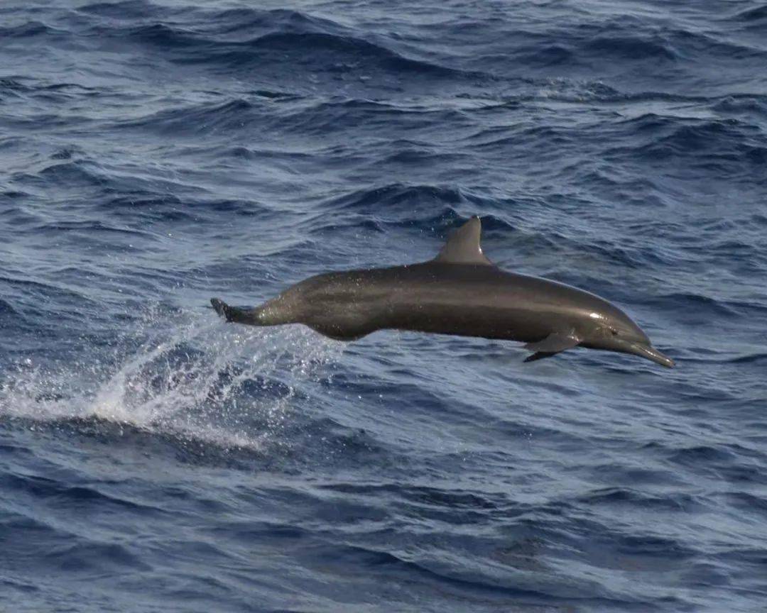 海洋科普1704世界海豚日一些关于海豚的事儿