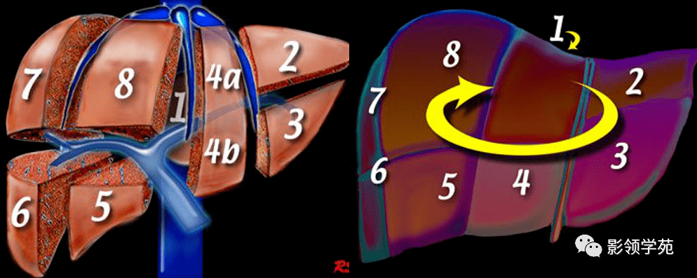 肝臟的表面解剖及分葉分段