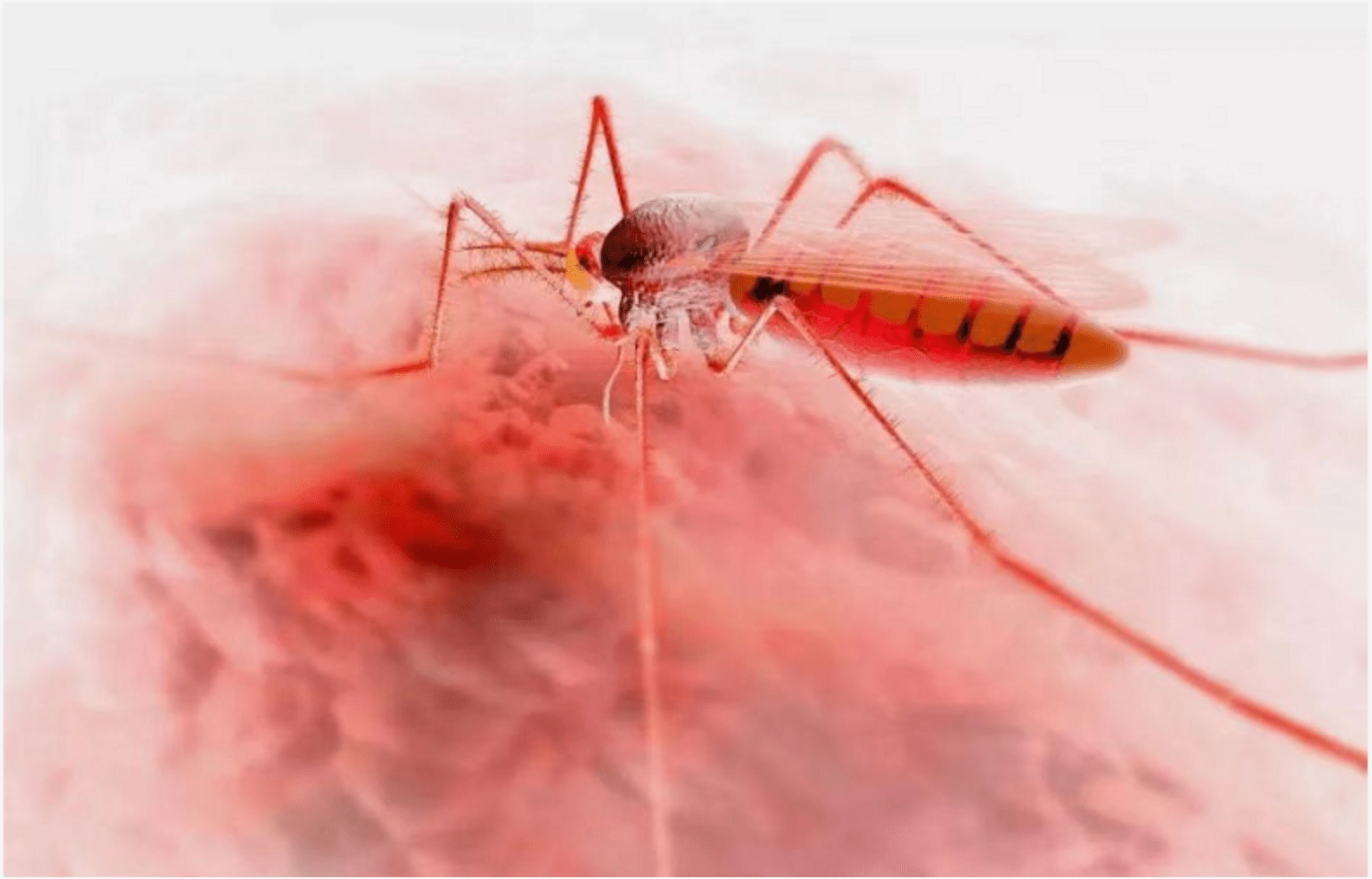 黑白花蚊子毒性最大（俗称"花蚊子"，比普通蚊子更毒，白天隔着衣服咬人，它从哪来？） | 说明书网