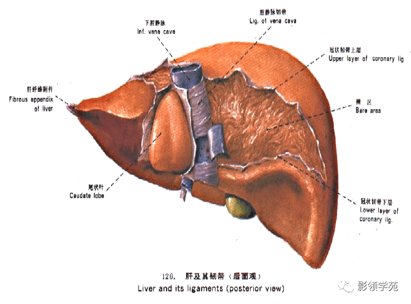 肝臟的表面解剖及分葉分段