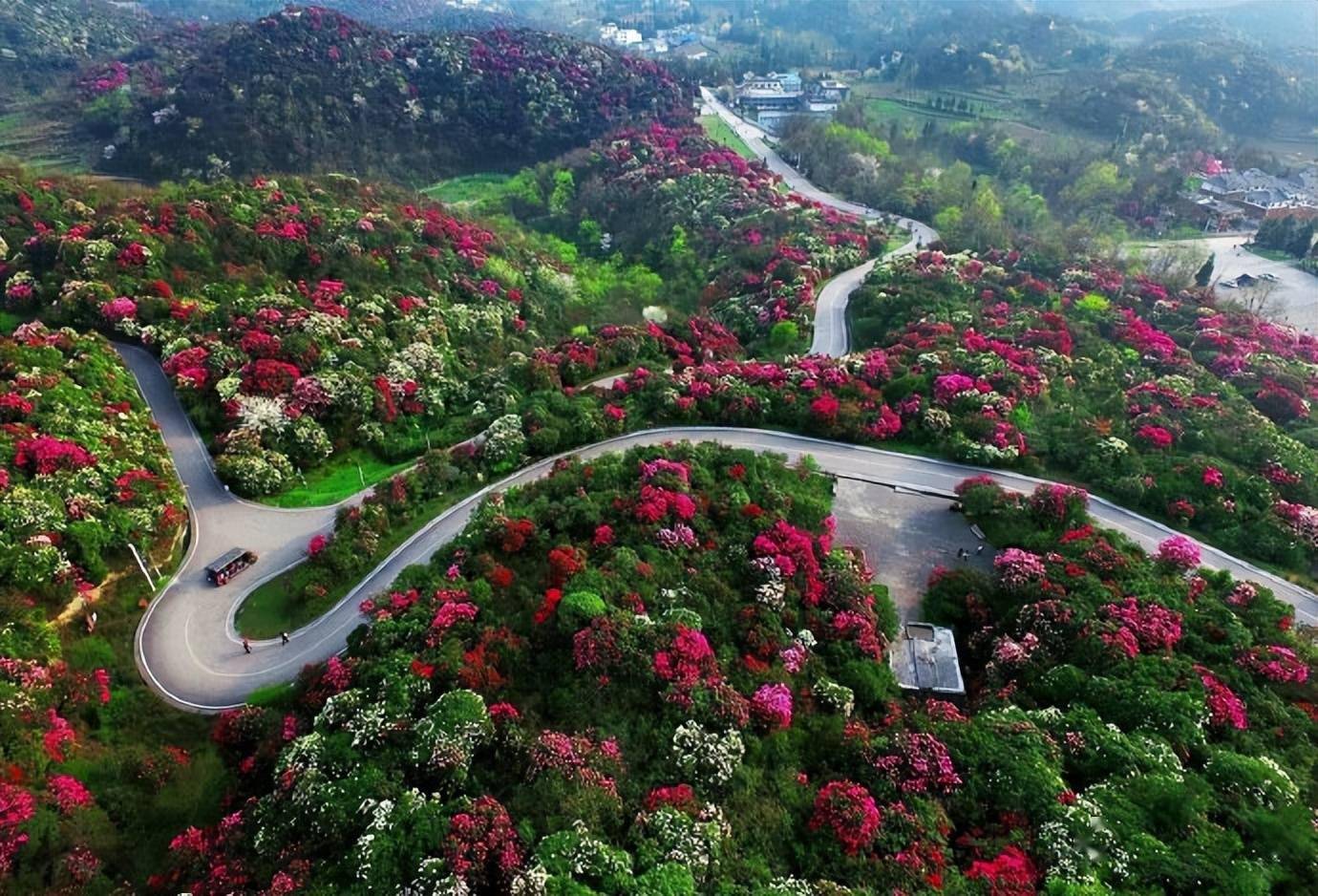 毕节百里杜鹃花开漫山遍野整片的山坡姹紫嫣红宛若人间仙境