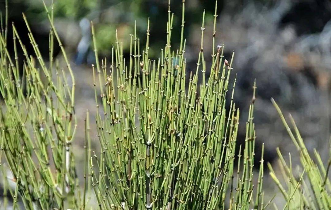 是麻黄科麻黄属植物草麻黄,中麻黄或木贼麻黄的干燥草质茎,有广泛的