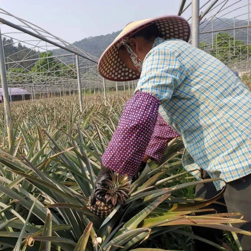 防城区:凤梨结硕果,丰收采摘忙_那梭镇_工作_农香