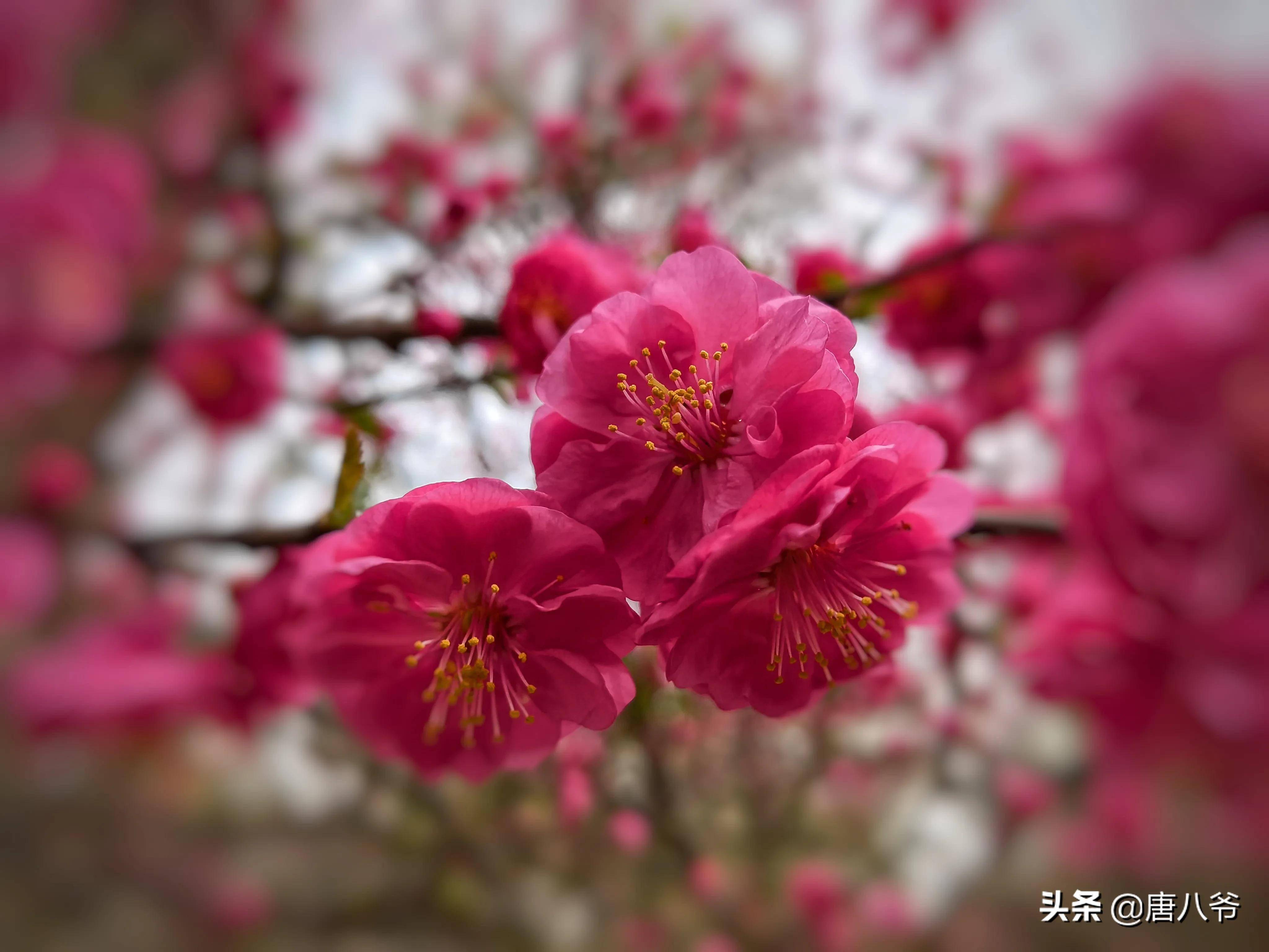 春天的红梅