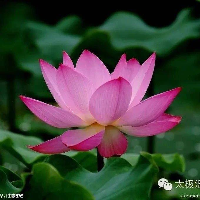 太极拳入门的&amp;quot;三害九要&amp;quot; 看完恍然大悟！_动作_本能_规矩