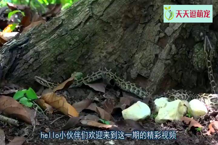 美洲虎遇上森蚺老虎能打得过世界上最大的蟒蛇吗结局很意外