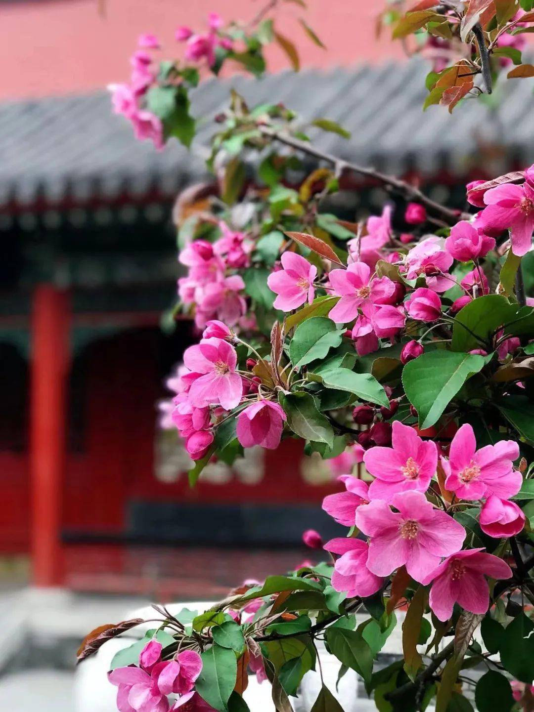 沈阳故宫赏花指南