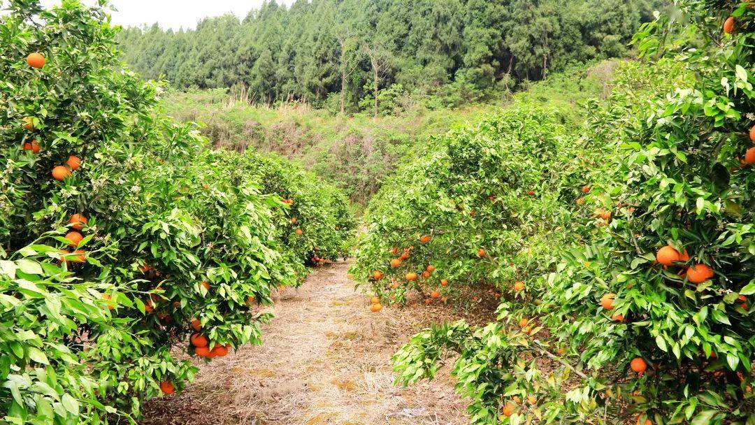 新会镇猫山村青见飘香采摘忙主播带货人气高