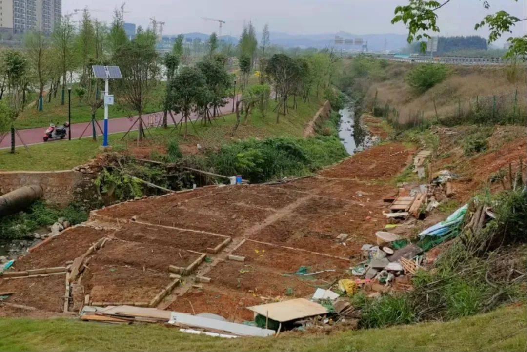 城南鹿鳴湖公園有人私佔綠化帶種菜清理