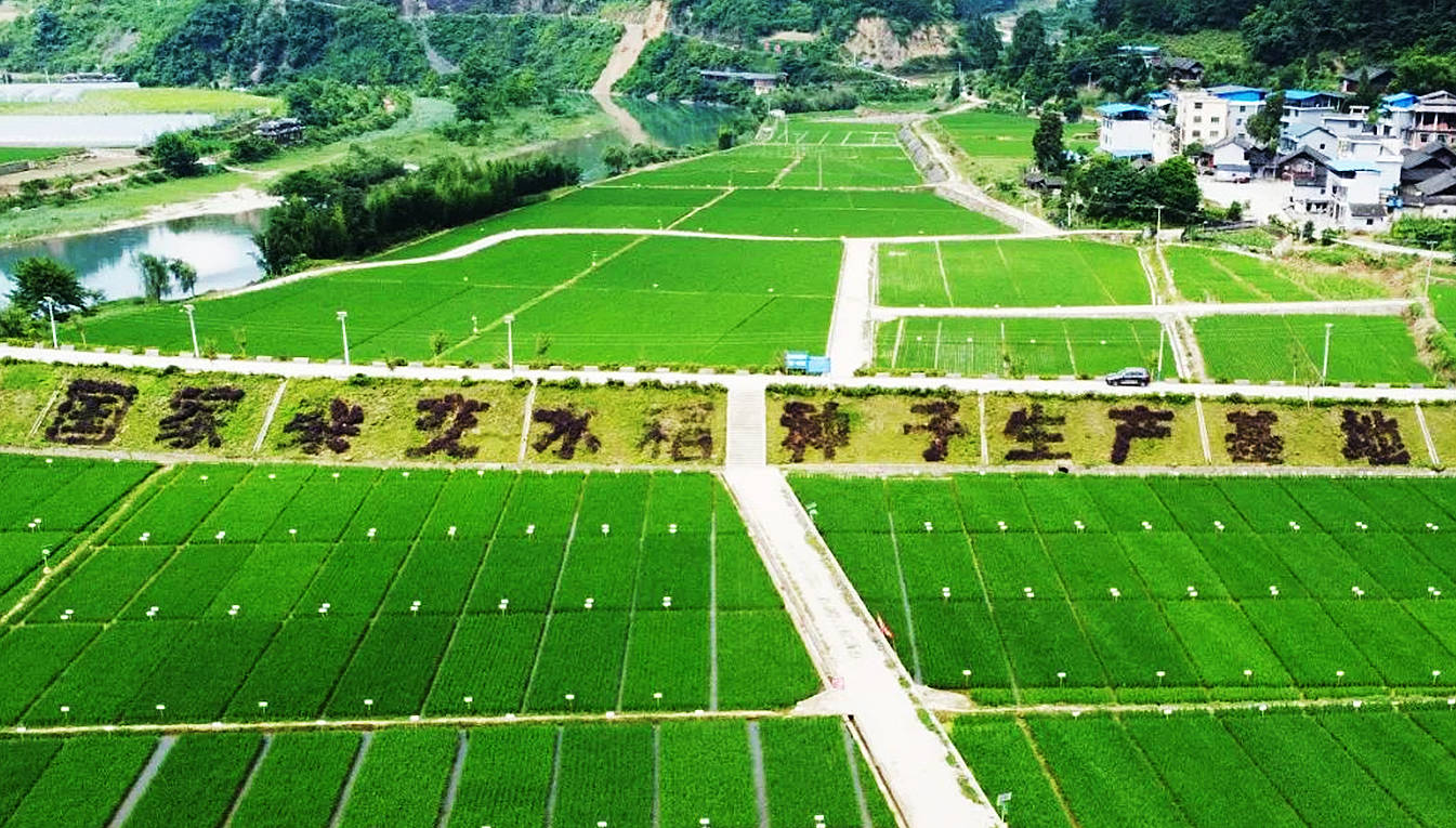 奋进新征程建功新时代岑巩提升种源供给能力保障水稻用种安全