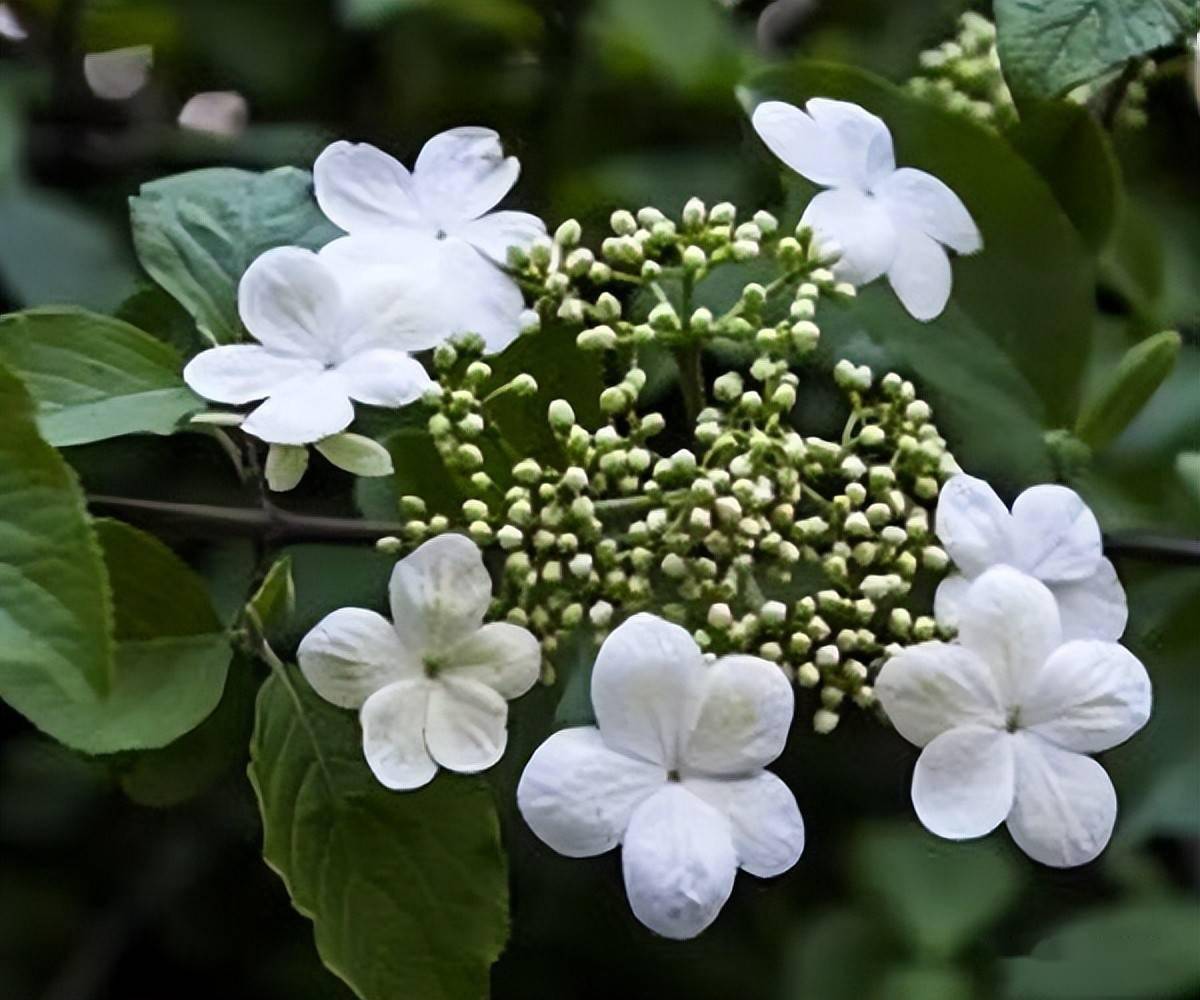 天目琼花别名(天目琼花的图片)