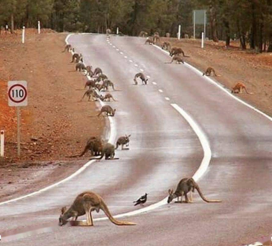 澳洲袋鼠泛滥,捕杀太残忍,当局将"给袋鼠打避孕药"控数量,此举被赞为"