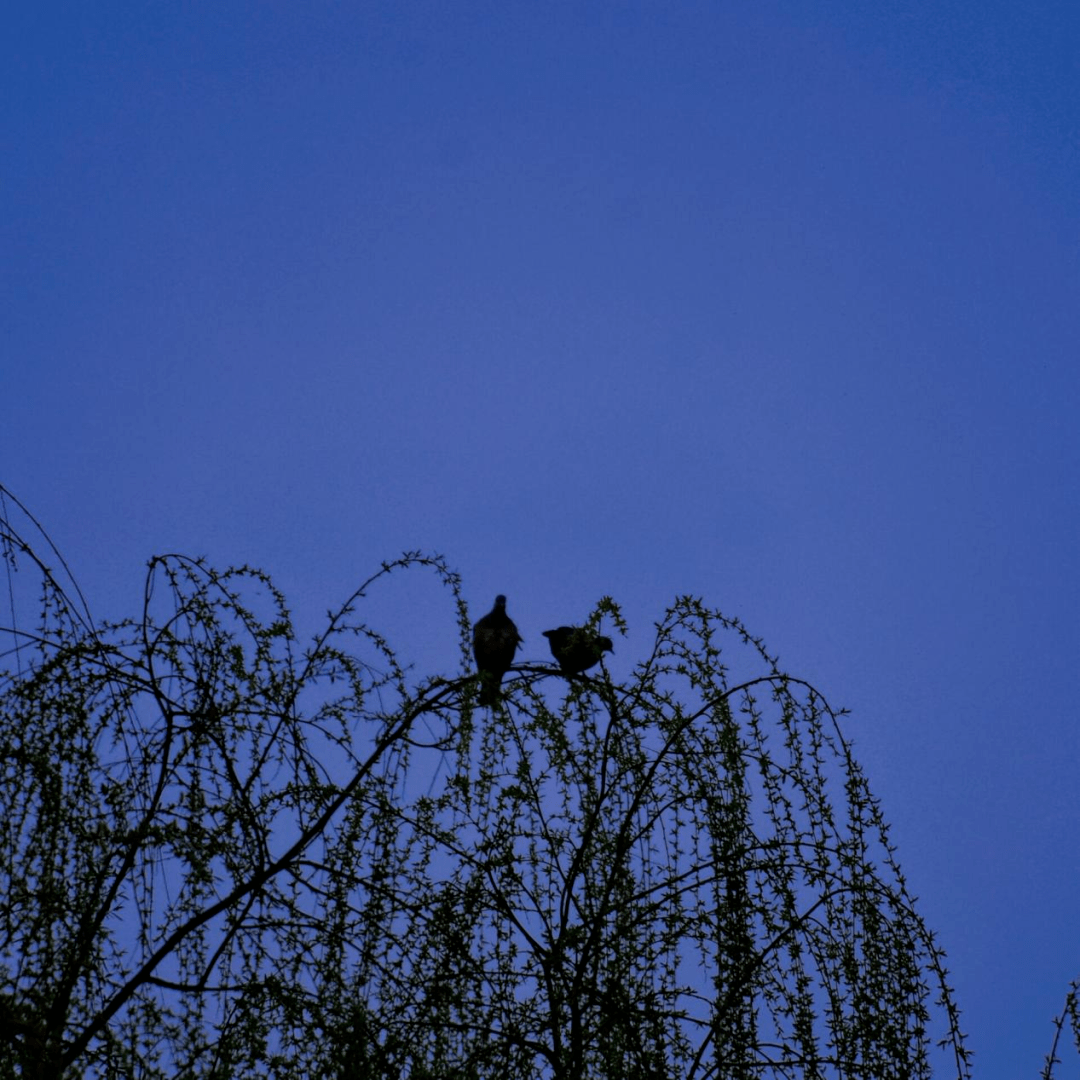 恰是我們所尋的春之聲清脆幽靜鳥鳴聲聲縈繞耳畔輕閉雙眼我們來到湖畔