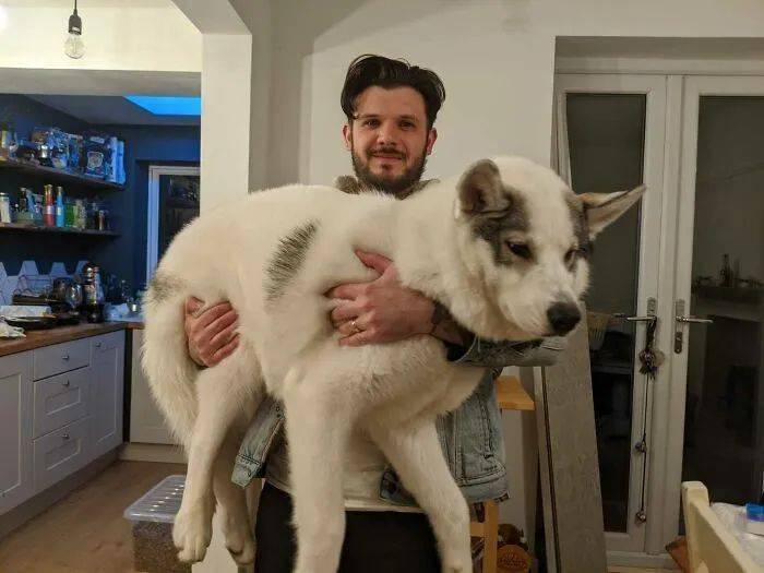 小哥抱回家一只小贵宾几个月后他哭了这狗简直比巨贵还大