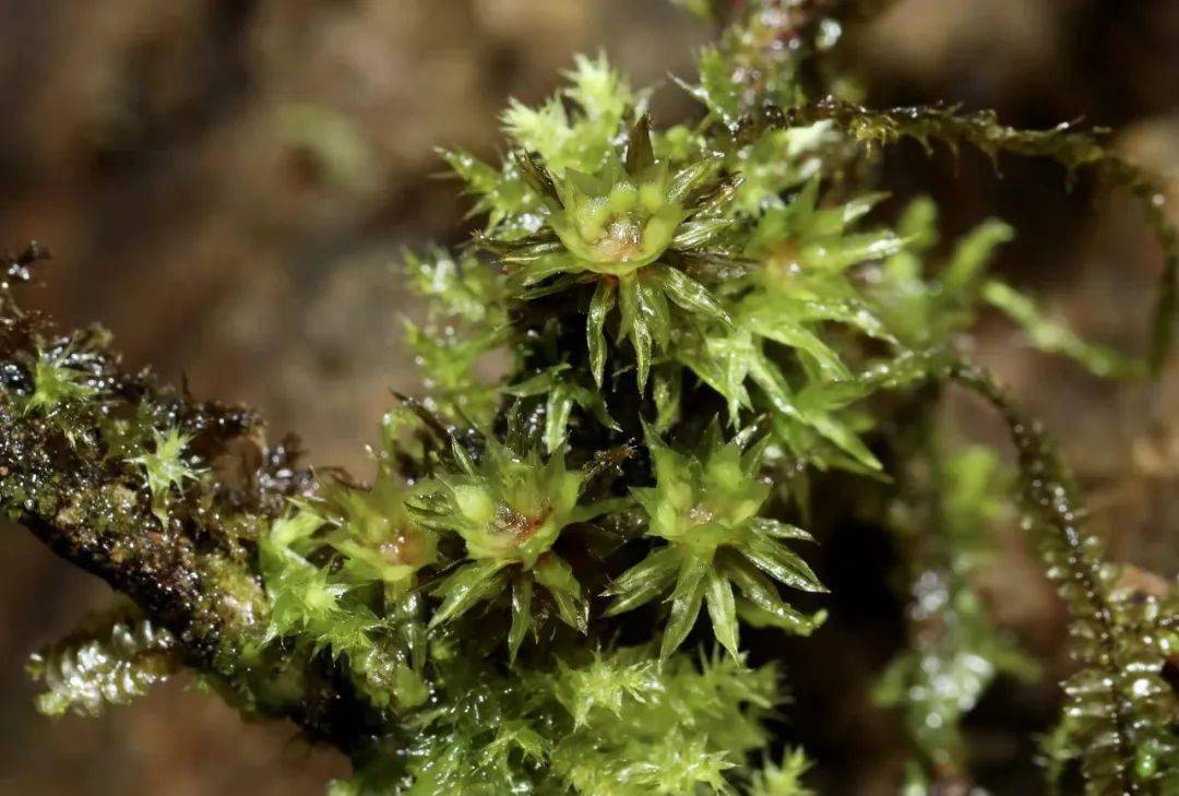 车八岭保护区发现6种广东新记录苔藓植物