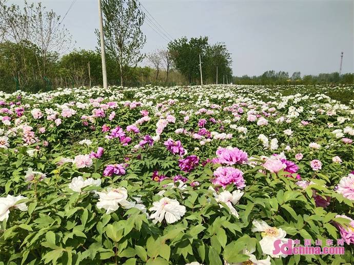 菏泽可以成为国内彩色油用牡丹,鲜切花牡丹最大的种植地和输出地,既能