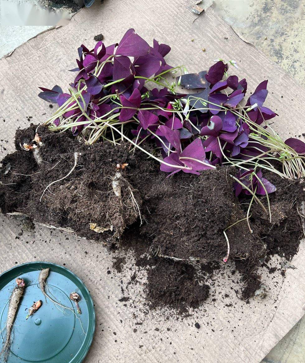 养紫叶酢浆草种球丢盆里不用管一年四季都开花叶多又美