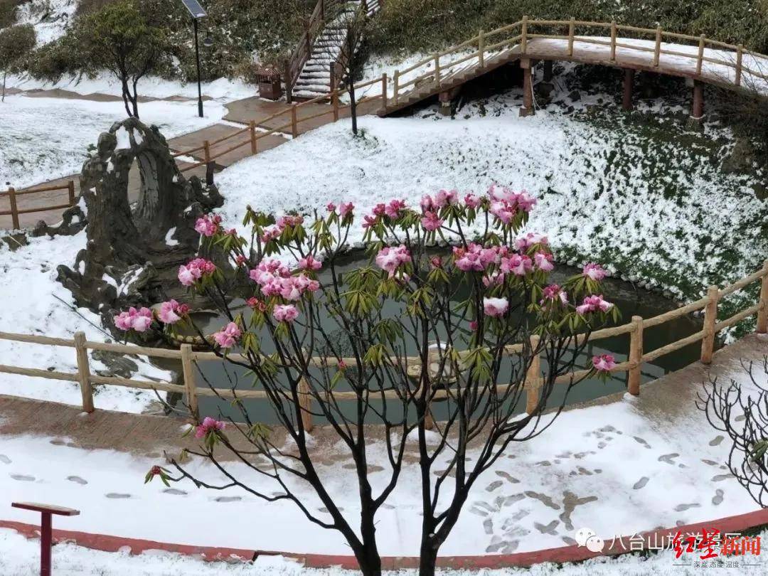 雪中杜鹃花绽放！人间四月天，达州这两个景区下起大雪别样美