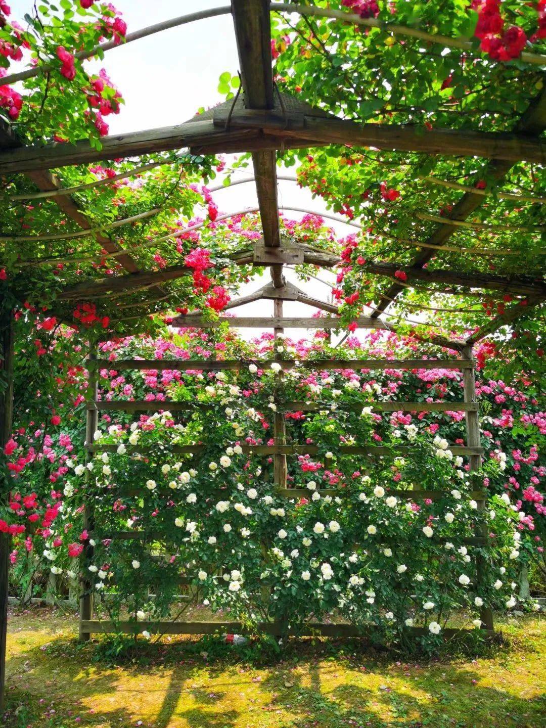 美浪漫唯美花海大片正在崇州热映