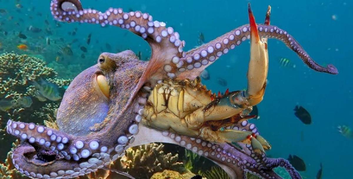 席卷欧洲还入侵南极,挪威恨不得把它一网打尽_海底_数量_捕捞