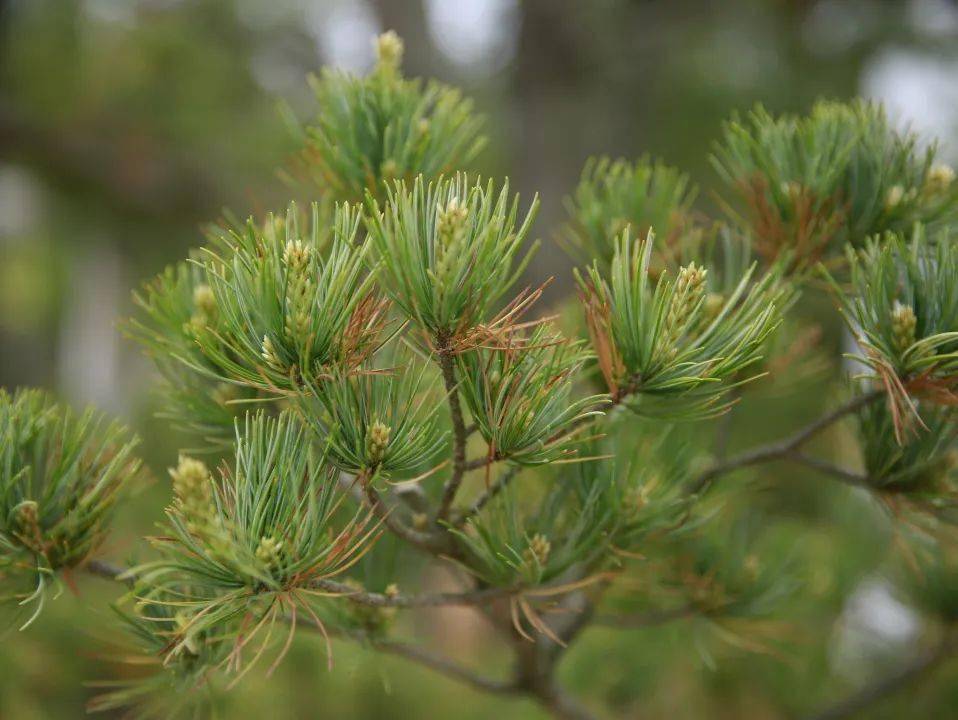 五针松苍劲秀丽老而不衰