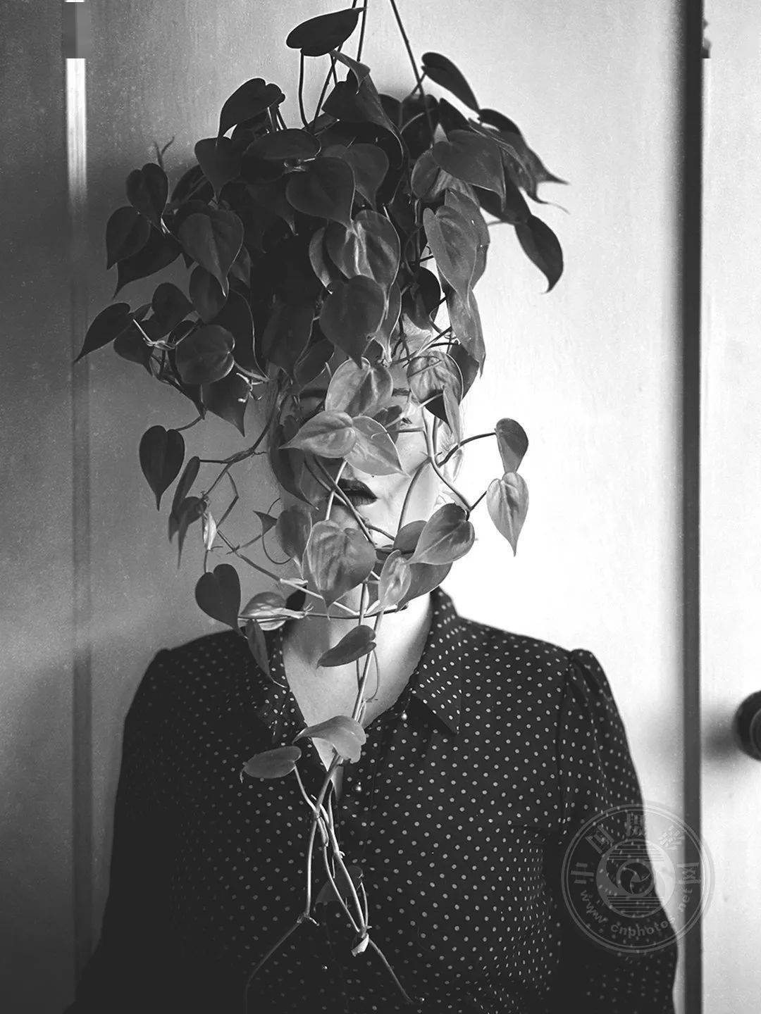 《菲洛德龙》©heather mcalister《野生动物》©heather