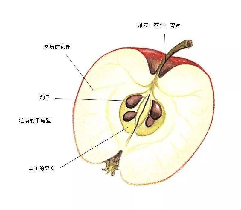苹果细胞结构图图片